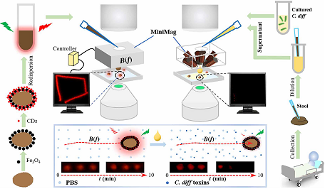   
		Figure 5. Spore-based biohybrid microrobot for C. diff toxin detection. The microrobot can perform controlled locomotion to detect the toxins by observing the fluorescence change.	 
